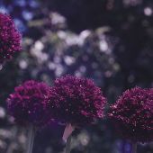 Allium atropurpureum