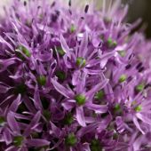 Allium hybrids