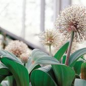 Allium karataviense