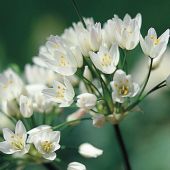 Allium neapolitanum