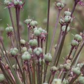 Allium schubertii