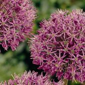 Allium stipitatum