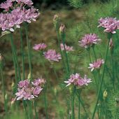 Allium unifolium