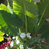 Alocasia macrorrhiza