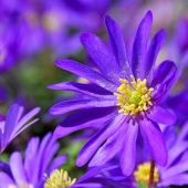 Anemone blanda