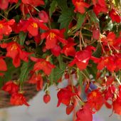 Begonia Bertini 