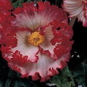 Begonia Crispa Marginata type