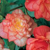 Begonia Double bicolor hybrids