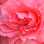 Begonia Double Camellia type / Roseform Begonia