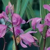 Bletilla striata / Bletilla hyacinthina