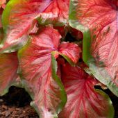 Caladium Lance-leafed form