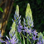 Camassia cusickii