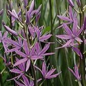 Camassia leichtlinii 