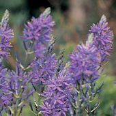 Camassia quamash / Camassia esculenta