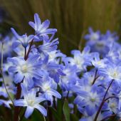 Chionodoxa luciliae / Chionodoxa forbesii / Chionodoxa gigantea