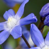 Chionodoxa sardensis