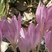 Colchicum bornmuelleri