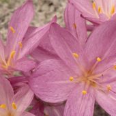 Colchicum cilicicum