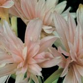 Colchicum hybrids