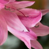 Crinum powellii