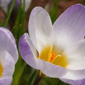 Crocus chrysanthus