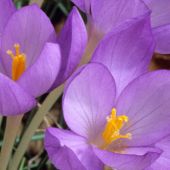 Crocus goulimyi