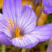 Crocus pulchellus