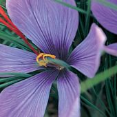 Crocus sativus