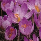 Crocus speciosus