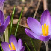 Crocus tommasinianus