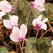 Cyclamen hederifolium / Cyclamen neapolitanum