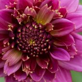 Dahlia Anemone-flowering type