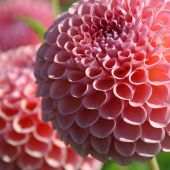 Dahlia Ball type