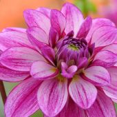 Dahlia Waterlily type