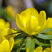 Eranthis hyemalis 