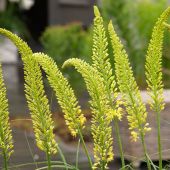 Eremurus bungei / Eremurus stenophyllus