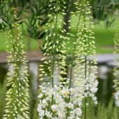 Eremurus robustus