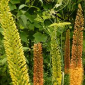 Eremurus The Ruiter and Shelford hybrids