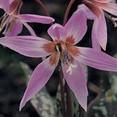 Erythronium dens-canis