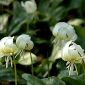 Erythronium revolutum 'White Beauty' 