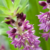 Eucomis comosa