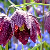 Fritillaria meleagris