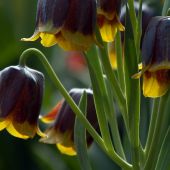 Fritillaria michailovskyi