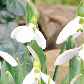 Galanthus elwesii