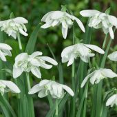 Galanthus nivalis