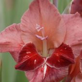 Gladiolus Butterfly hybrids