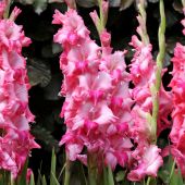 Gladiolus (large-flowered)