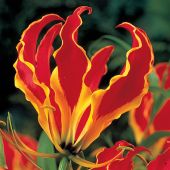 Gloriosa