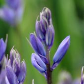 Hyacinthoides non-scripta / Scilla nutants / Endymion non-scriptus