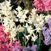 Hyacinthus multiflora